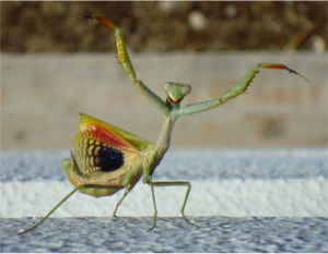 Figure 32: The mantis, Iris oratoria, in threat pose. "Gottesanbeterin Abwehr" by CaPro - licensed under CC BY-SA 3.0 via Wikimedia Commons: http://commons.wikimedia.org/wiki/File:Gottesanbeterin_Abwehr.JPG#mediaviewer/File:Gottesanbeterin_Abwehr.JPG