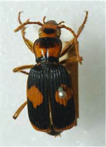 Figure 8.38: The bombardier beetle, Pheropsophus verticalis.