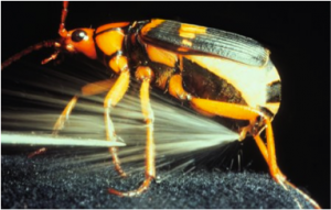 Figure 8.39: A bombardier beetle releasing a noxious chemical spray.