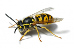 Figure 8.41: Yellow jacket wasp.