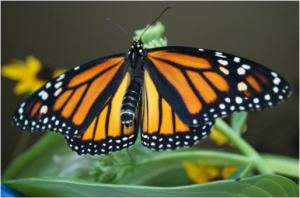 Figure 8.42: Monarch butterfly.
